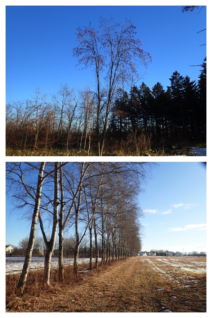 250112_Walk_5