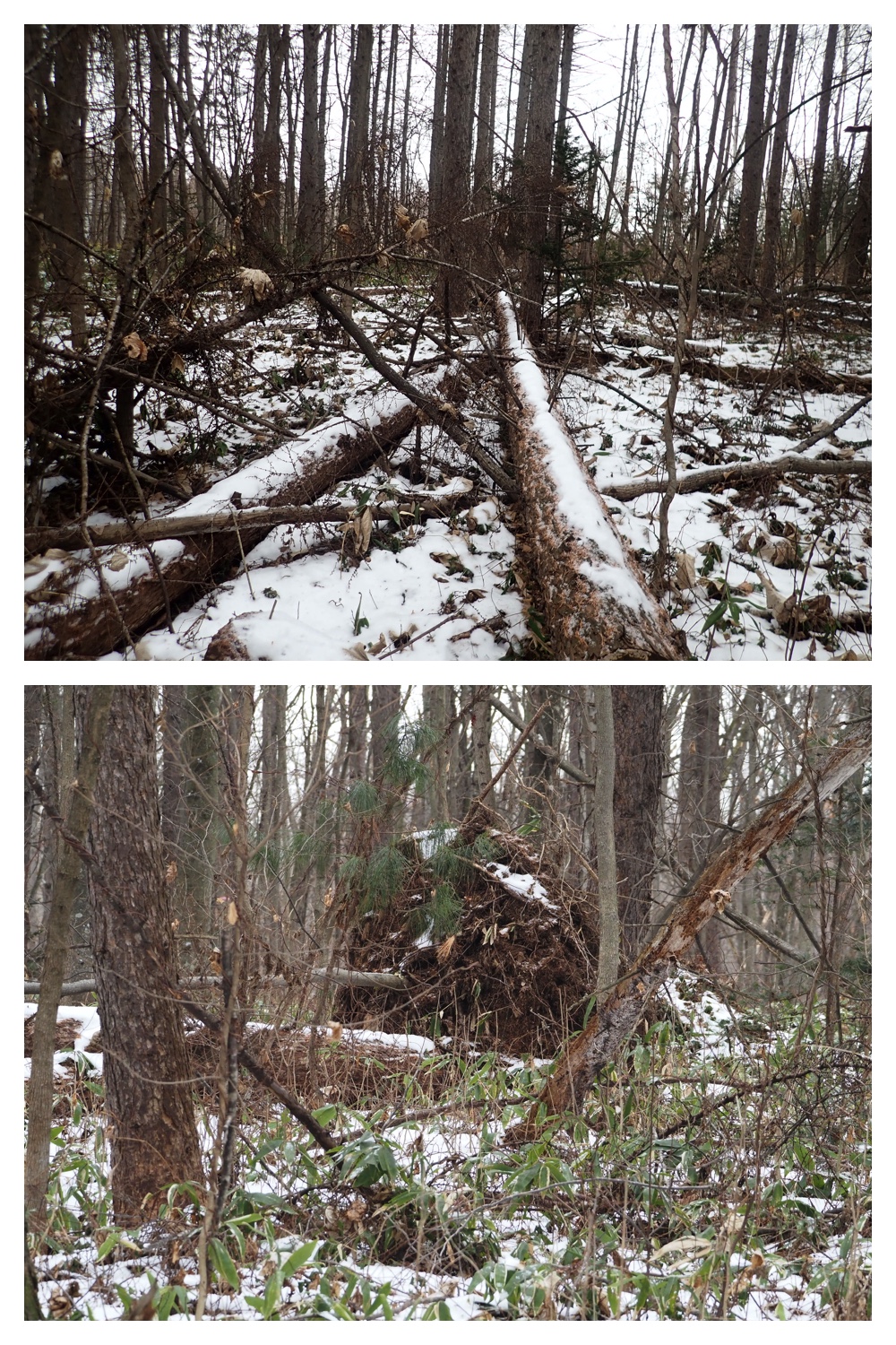250113_Bird-survey_4