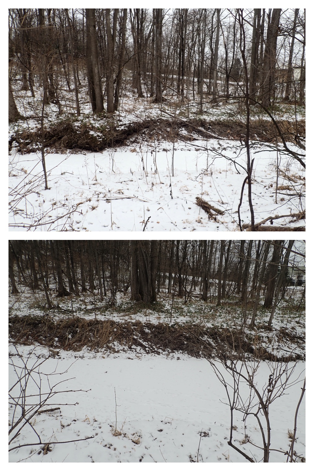 250113_Bird-survey_7