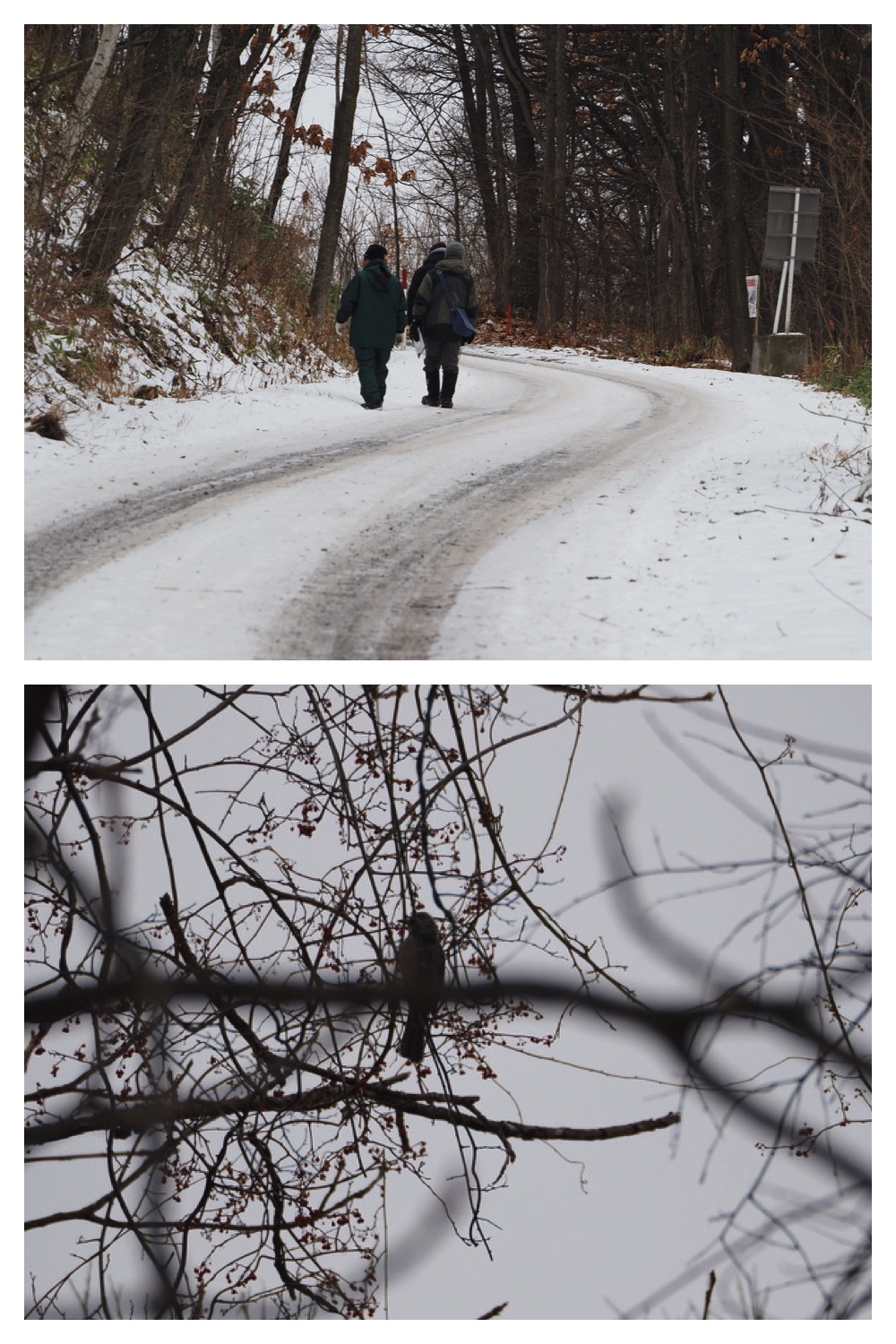 250113_Bird-survey_8