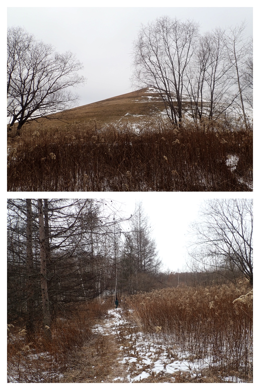 250113_Bird-survey_9