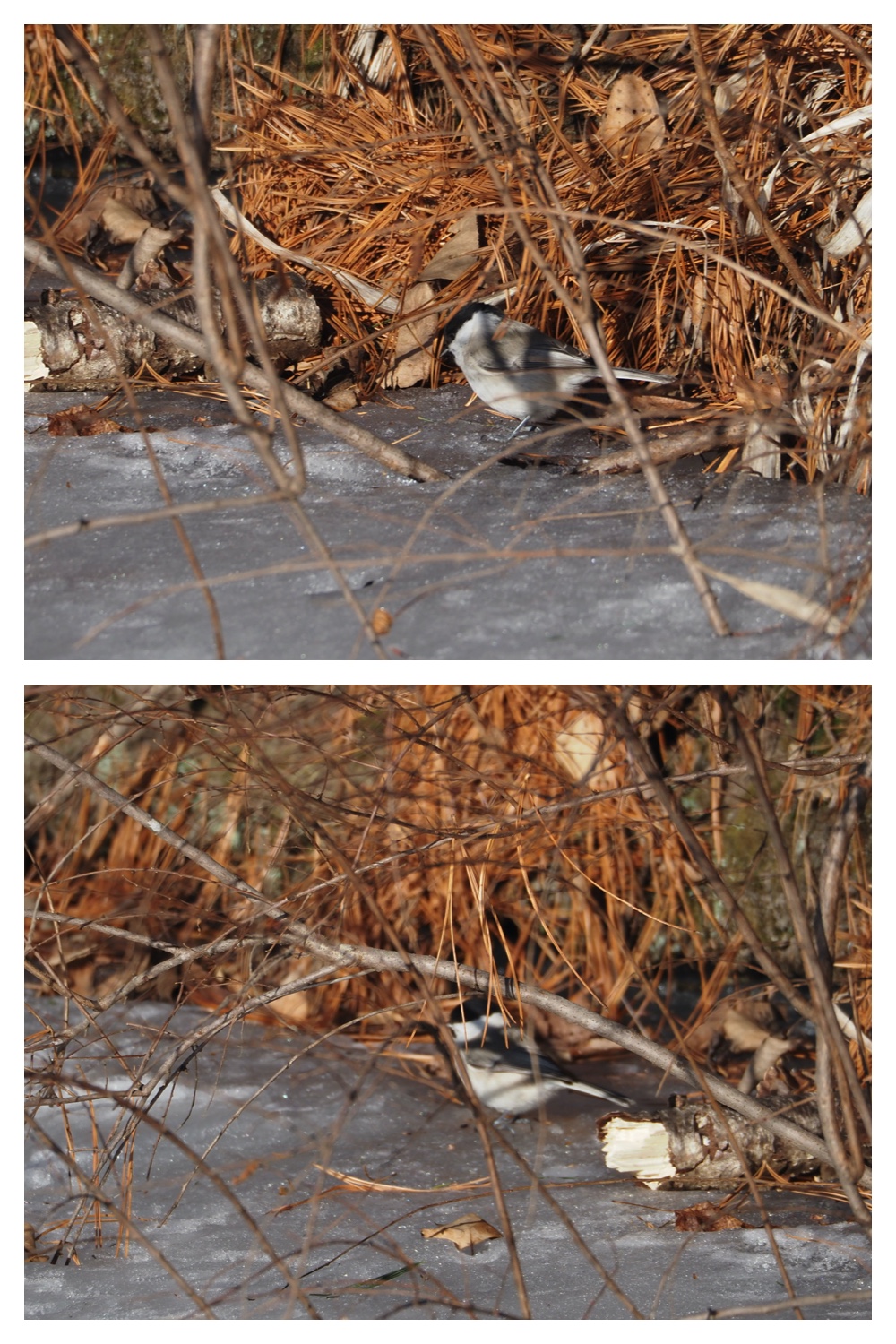 250114_Kibashiri_2