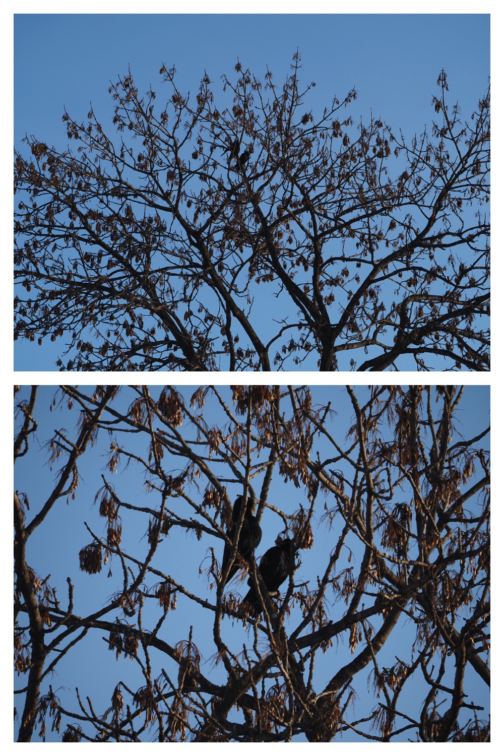 250114_Kibashiri_6