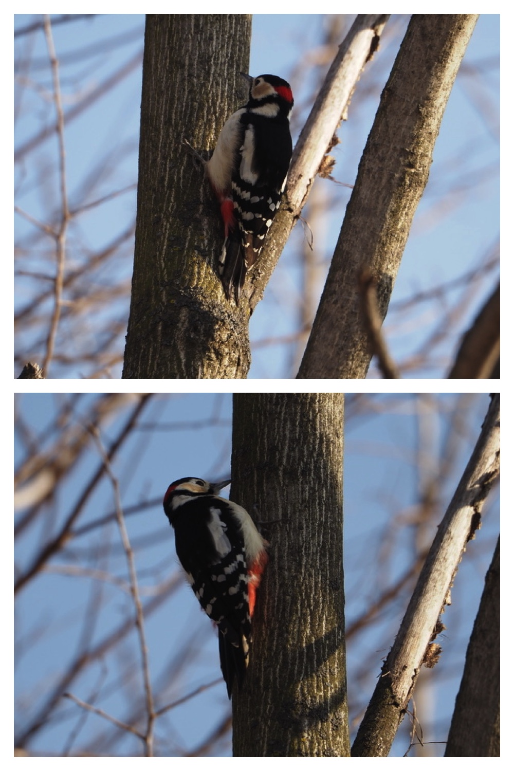 250120_Birds_1