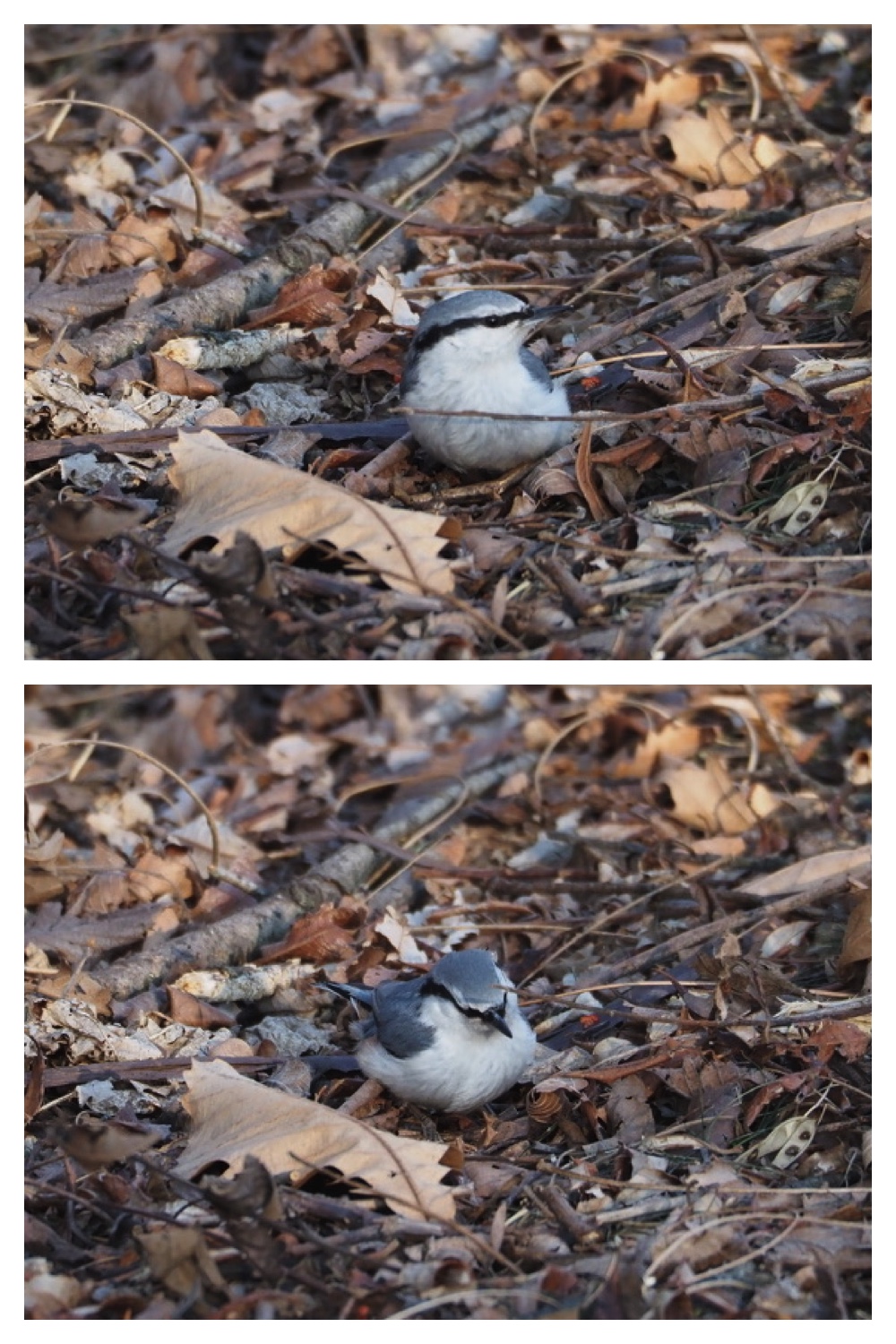 250120_Birds_2