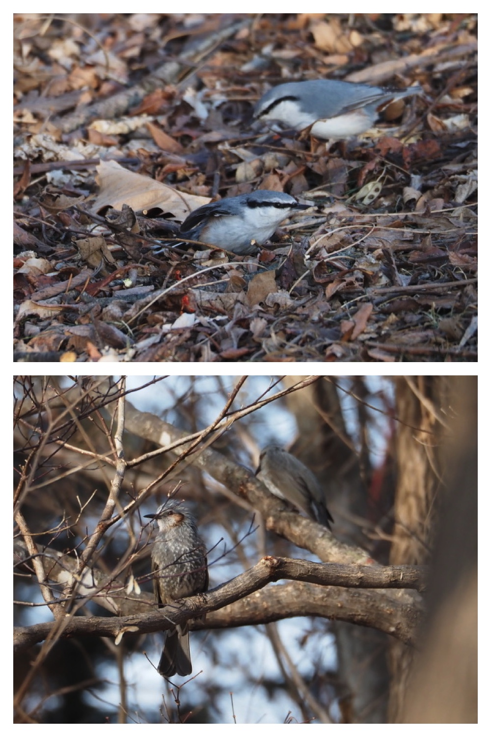 250120_Birds_3