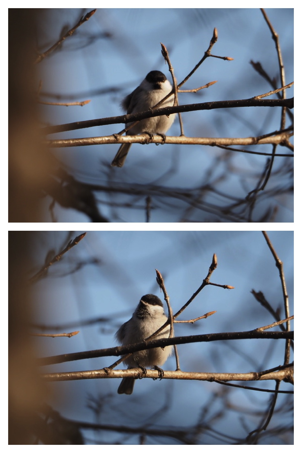 250120_Birds_4