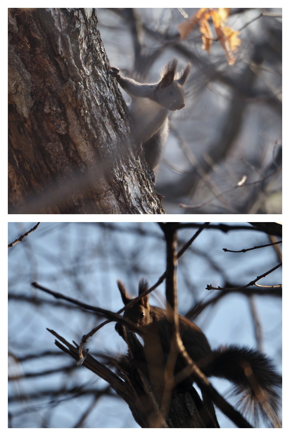250120_Birds_5