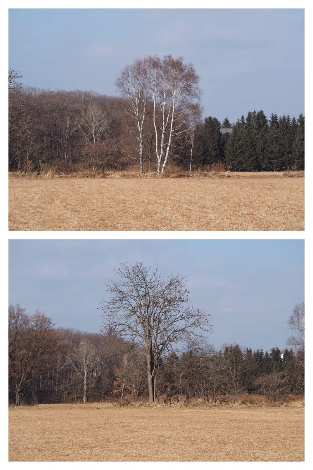 250120_Birds_6