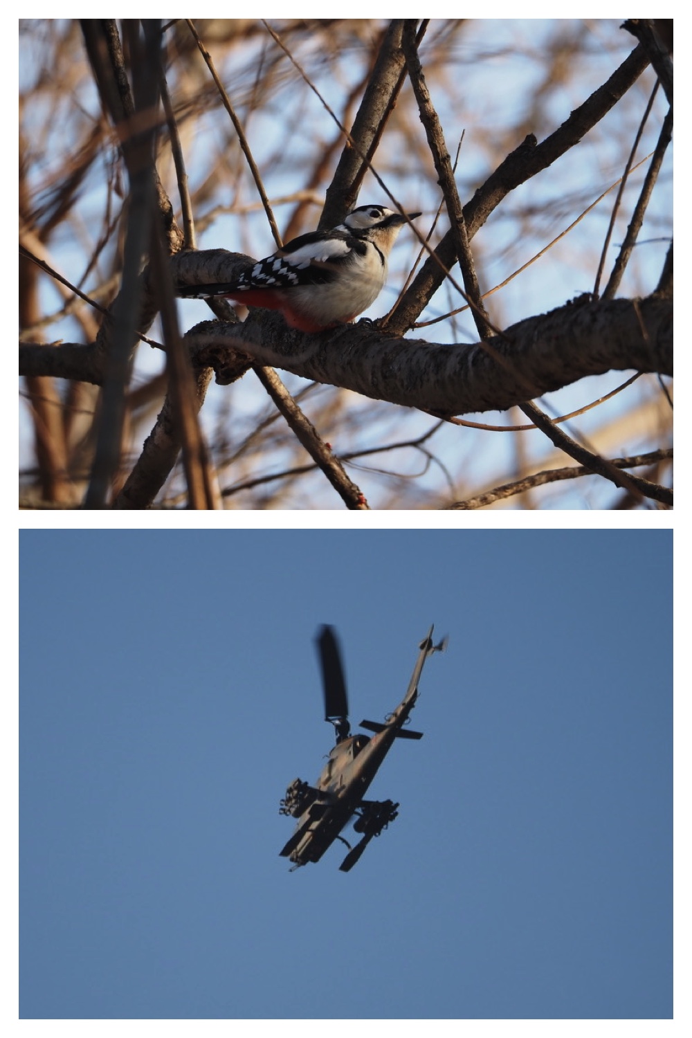 250120_Birds_8