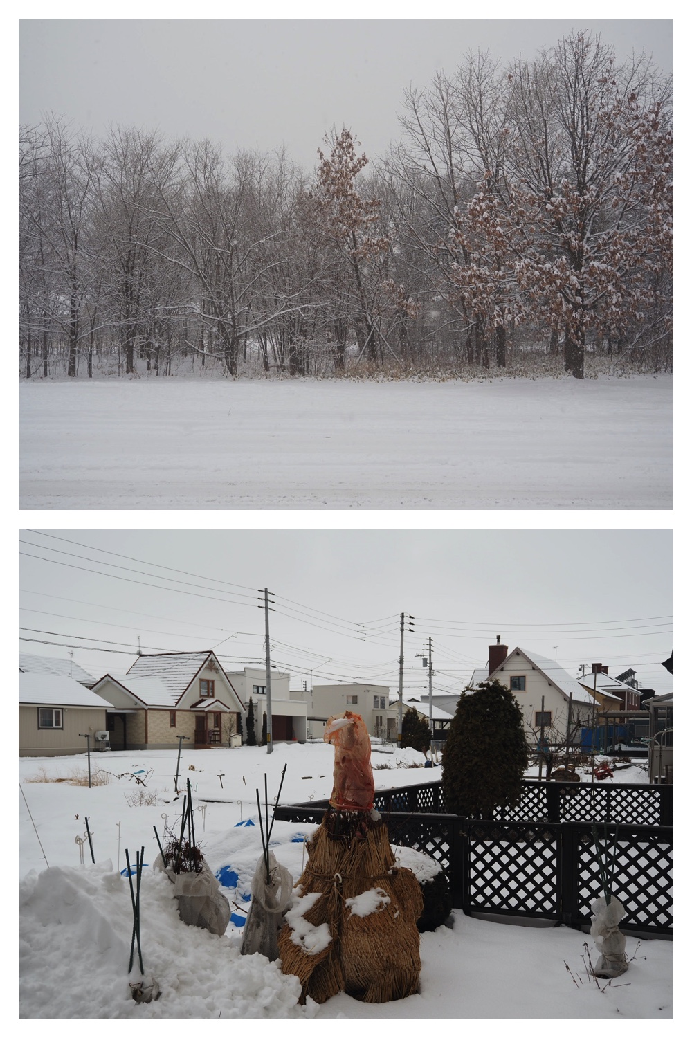 250124_Snow_1