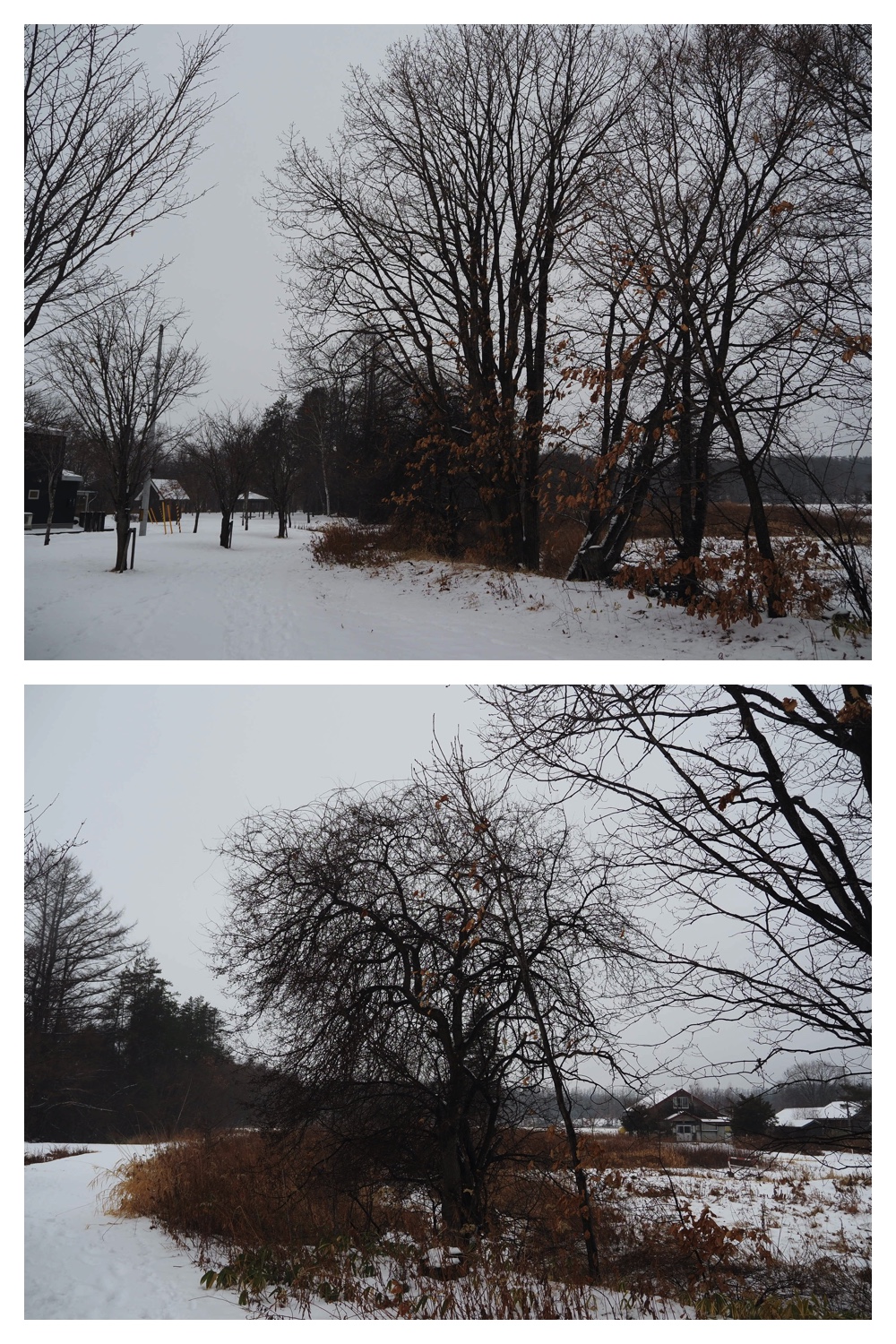 250124_Snow_11