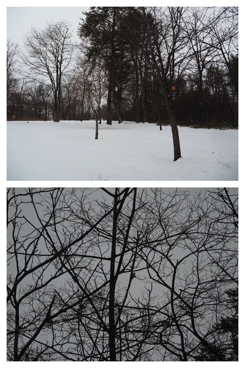 250124_Snow_12