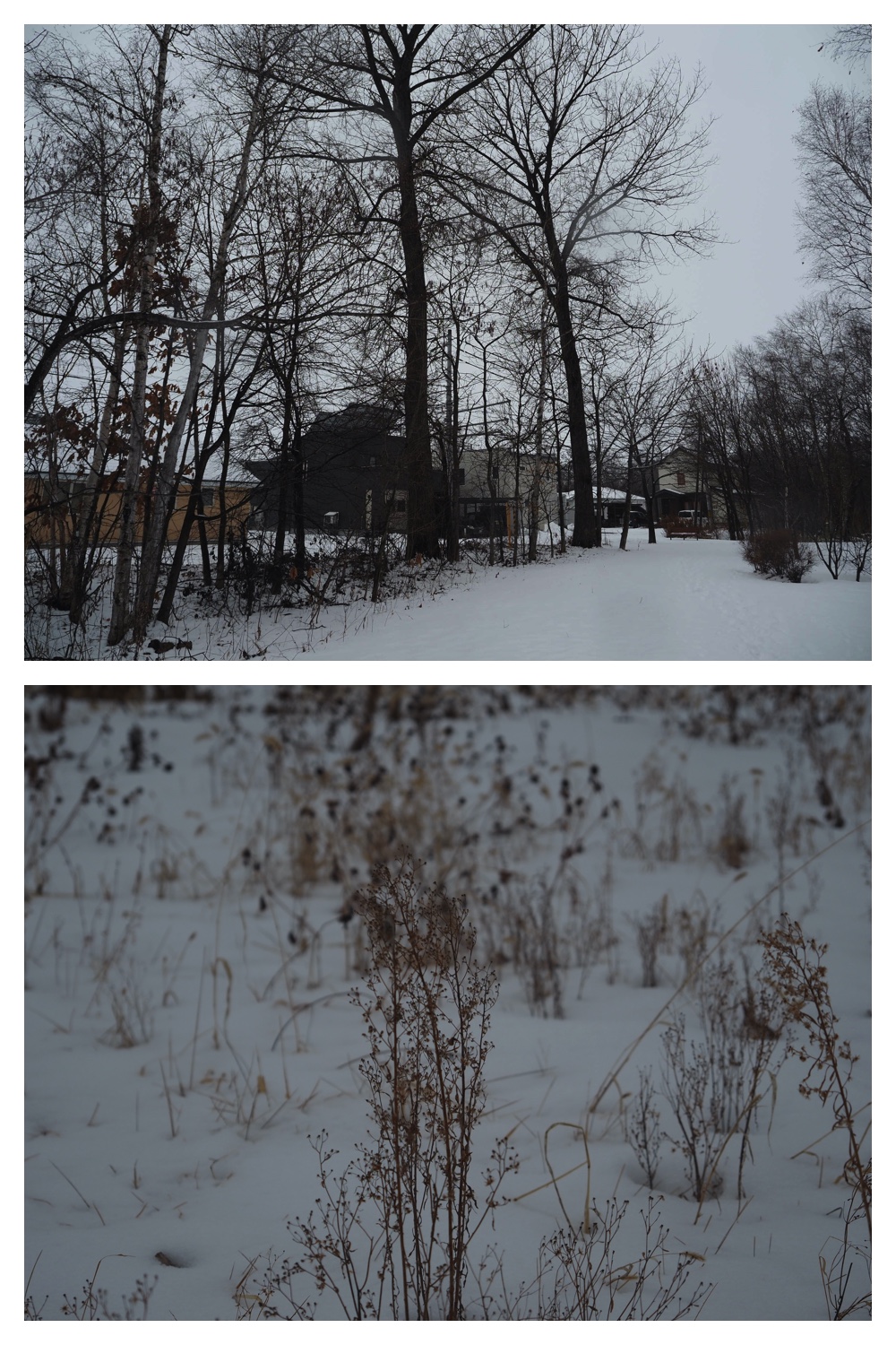 250124_Snow_15