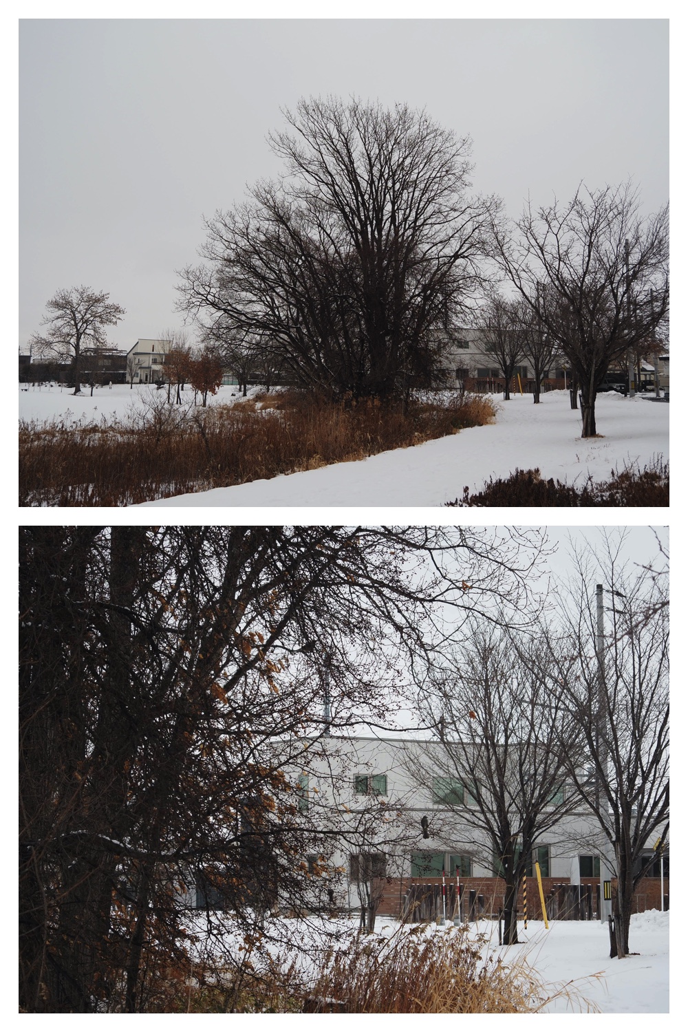 250124_Snow_4
