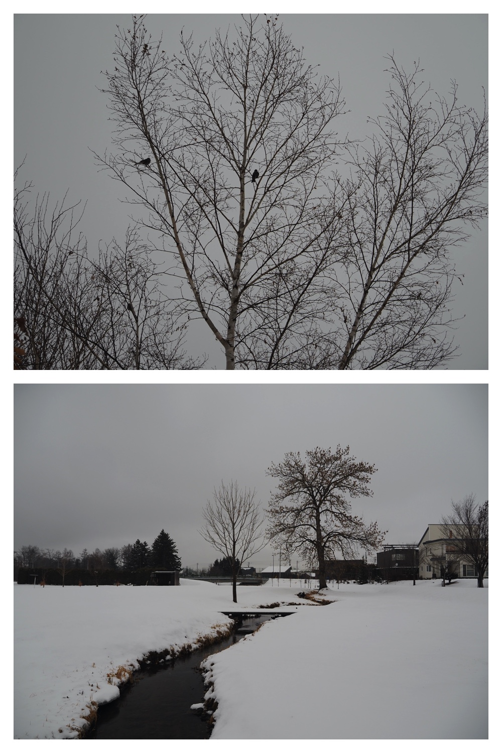 250124_Snow_5
