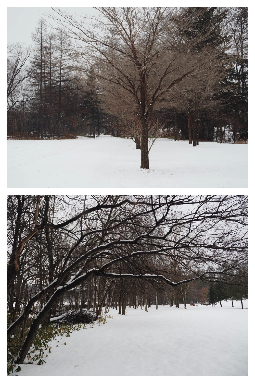 250124_Snow_6
