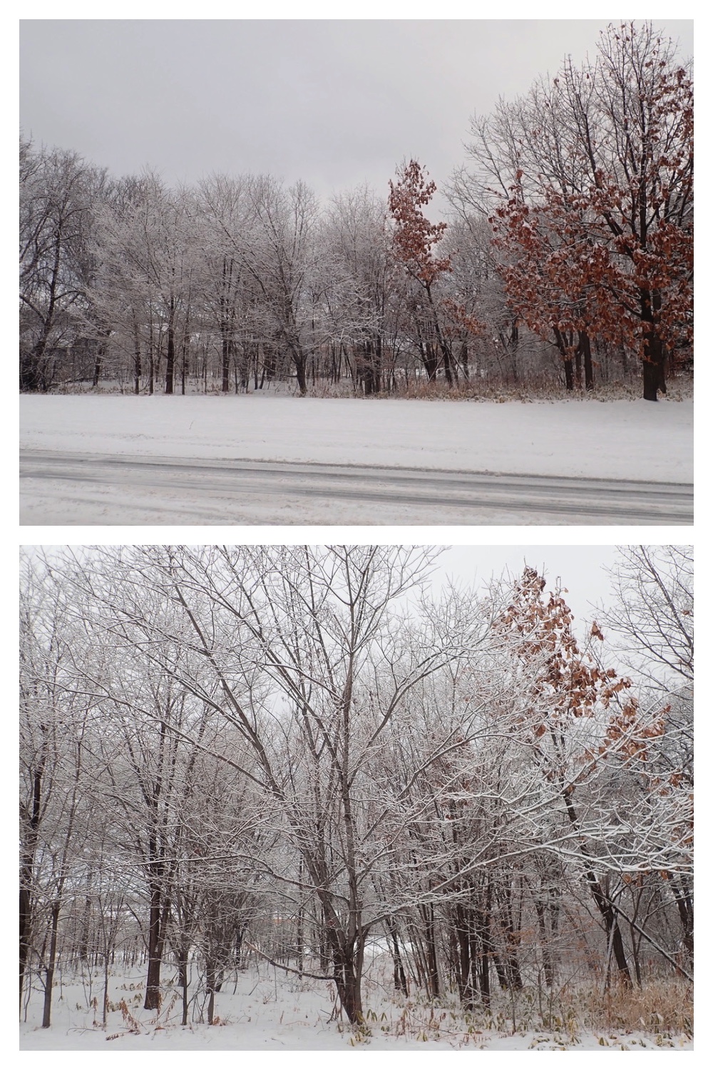 250126_Snow-2days_1