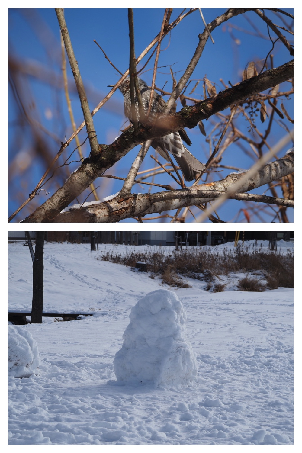 250126_Snow-2days_3