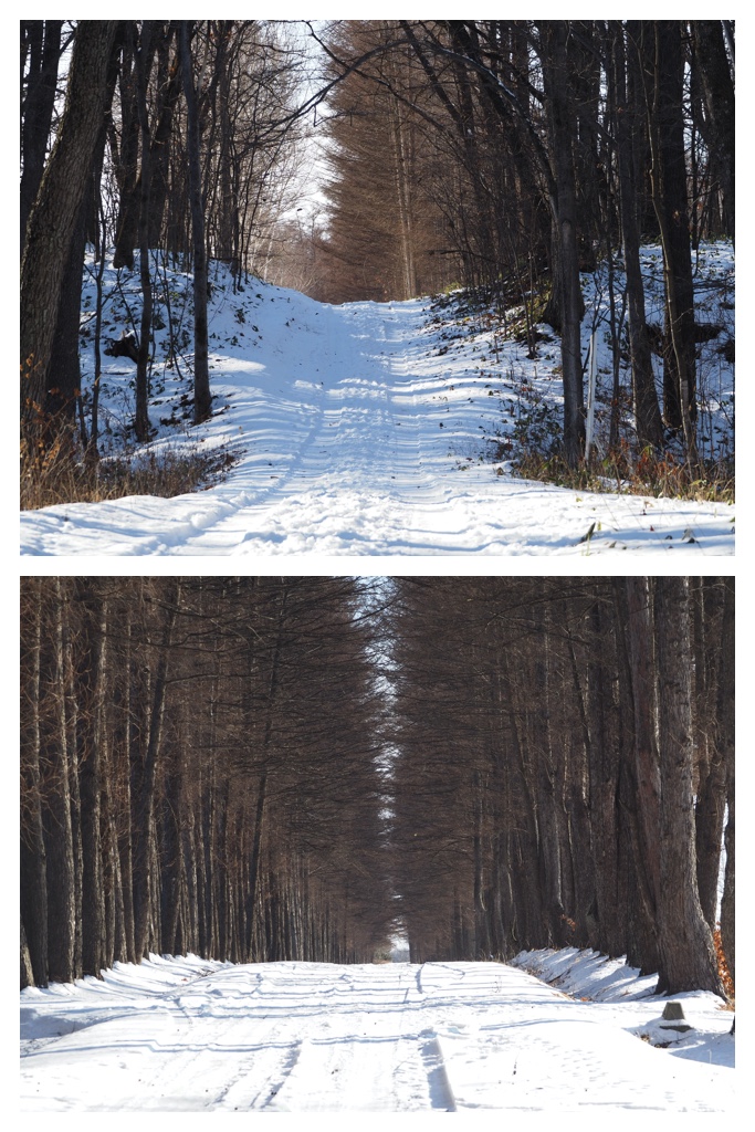 250129_Larch_2