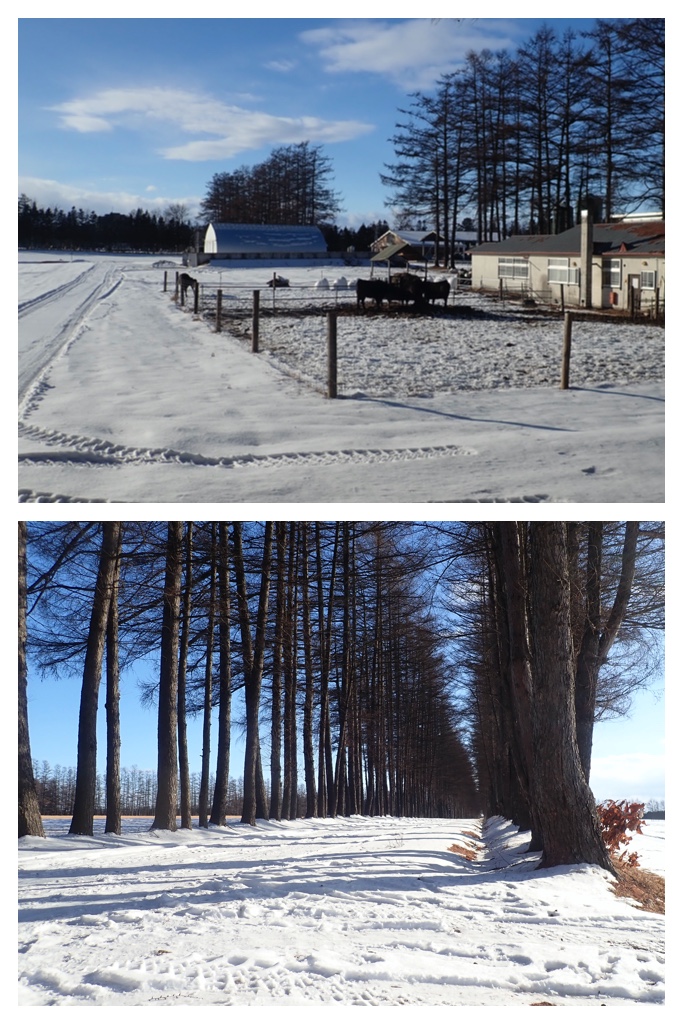 250129_Larch_3