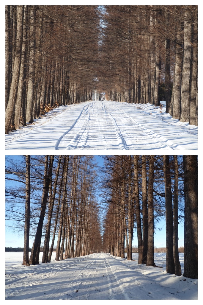 250129_Larch_4