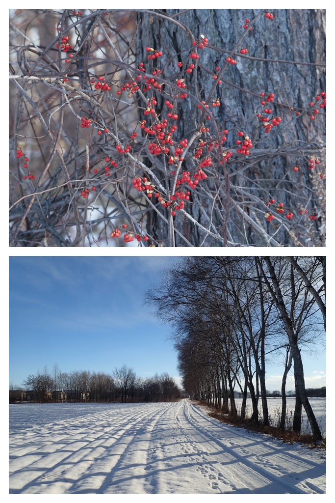 250129_Larch_5