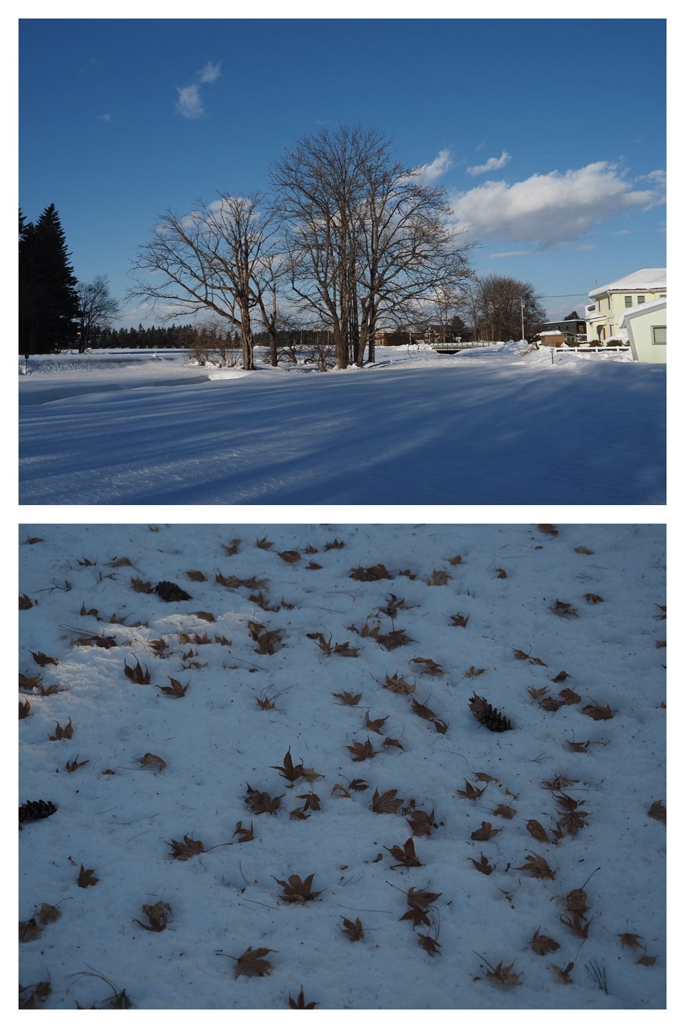 250215_Sanpo_7