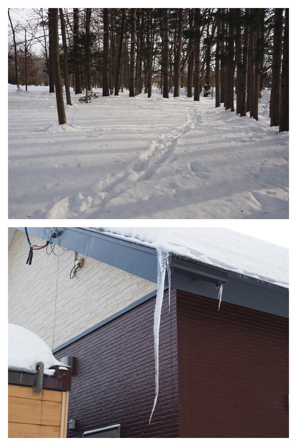 250218_New-snow_11