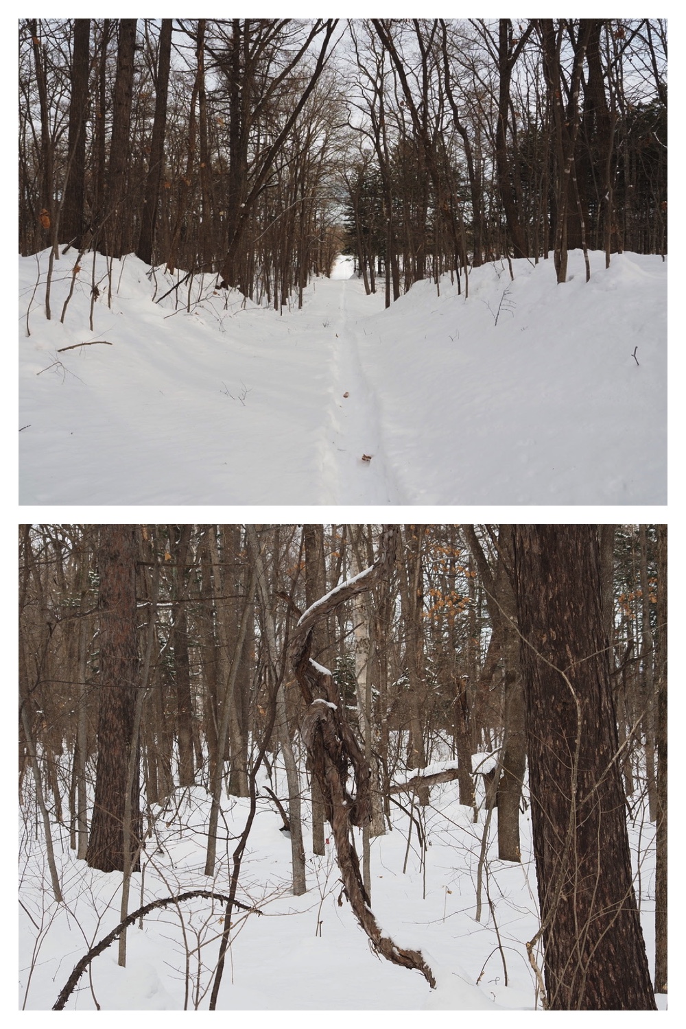 250218_New-snow_5