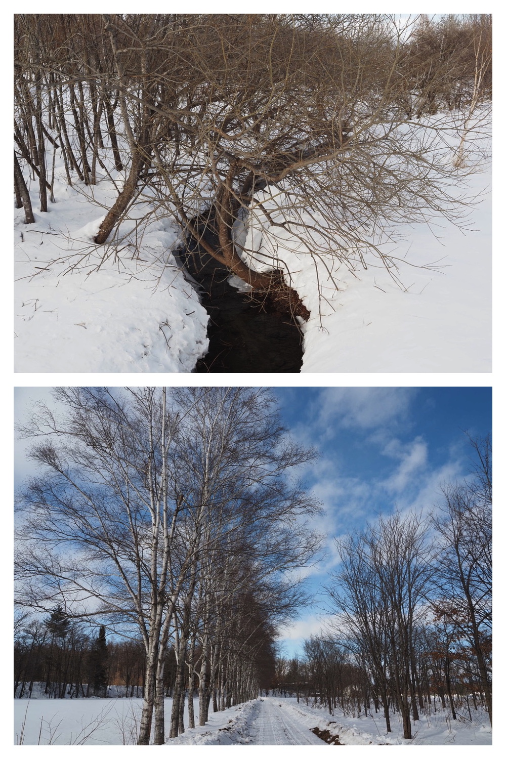 250221_Larch_1