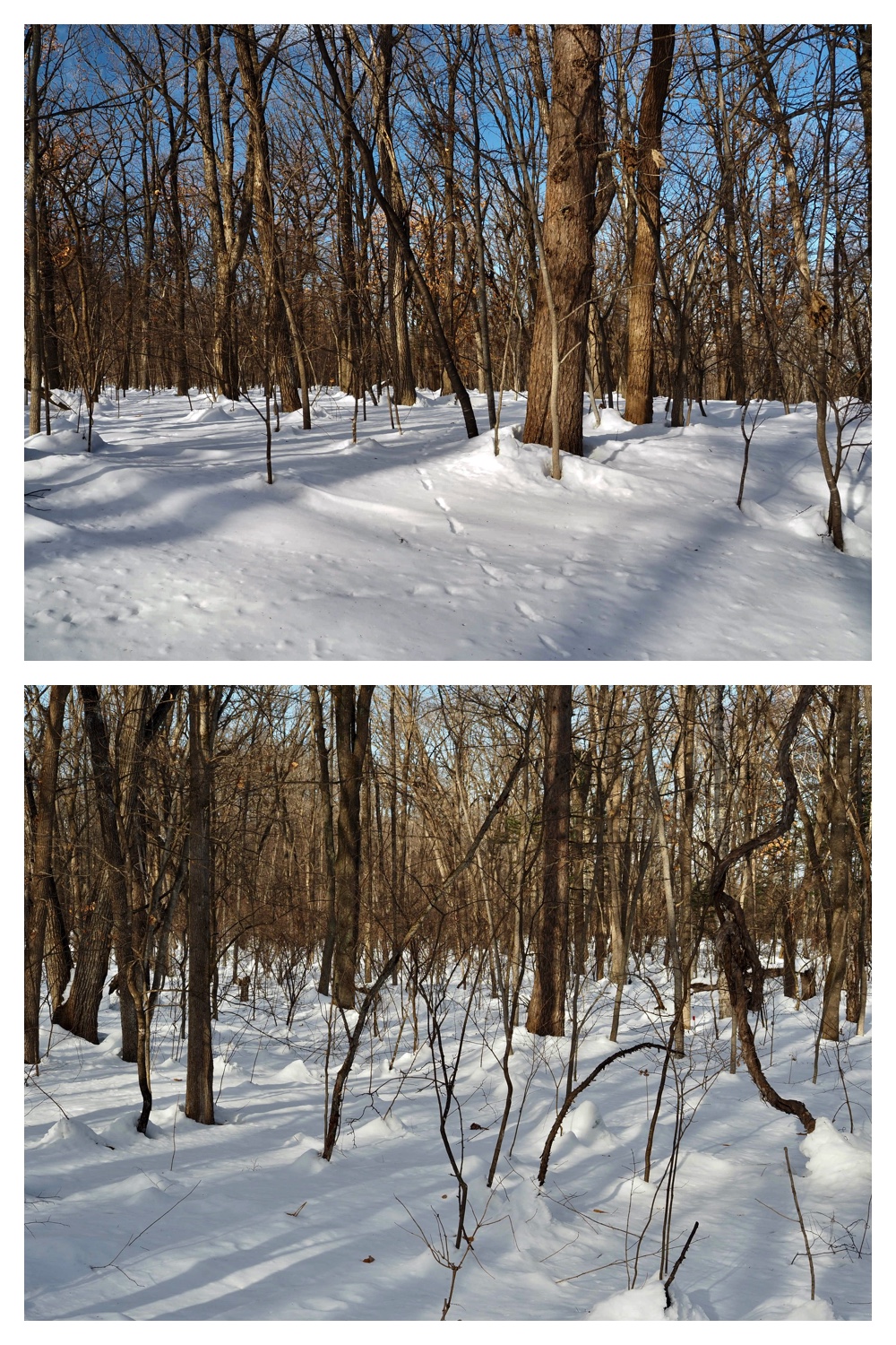 250221_Larch_10
