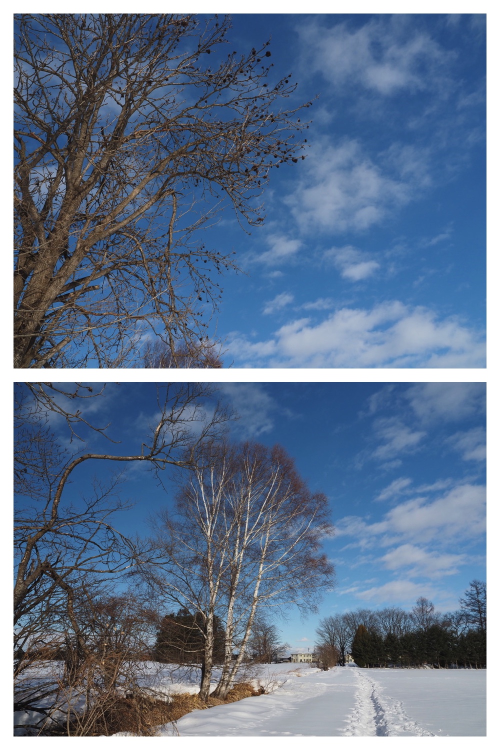 250221_Larch_12