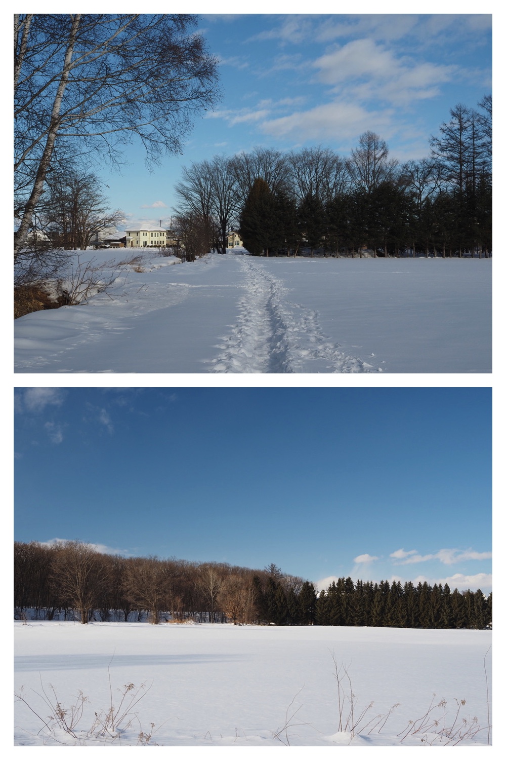 250221_Larch_13