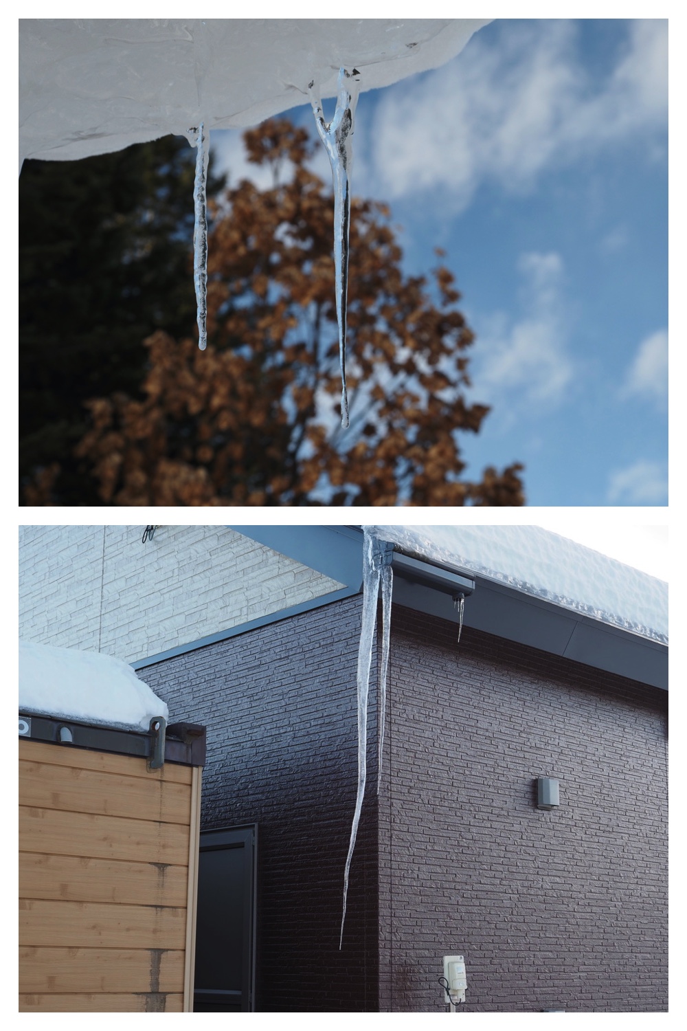 250221_Larch_16