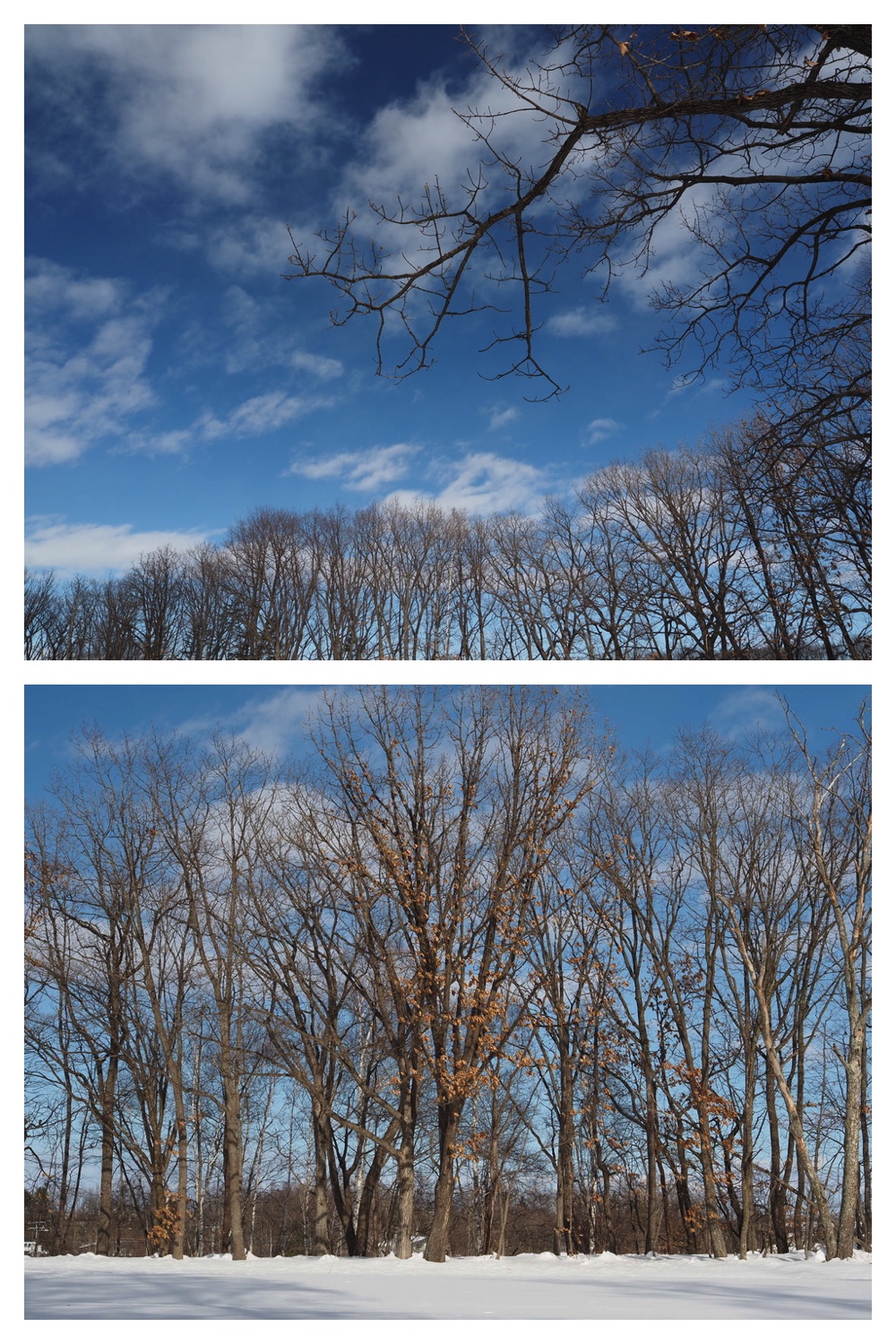 250221_Larch_3
