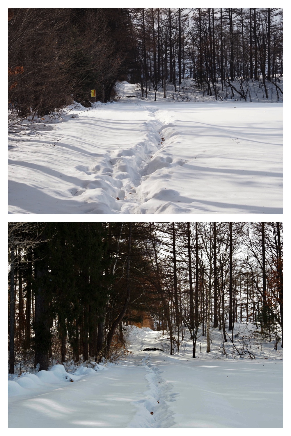250221_Larch_4