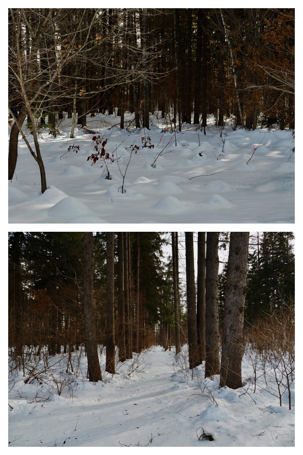 250221_Larch_5