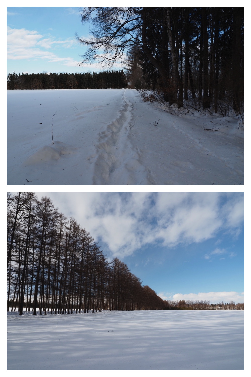250221_Larch_6