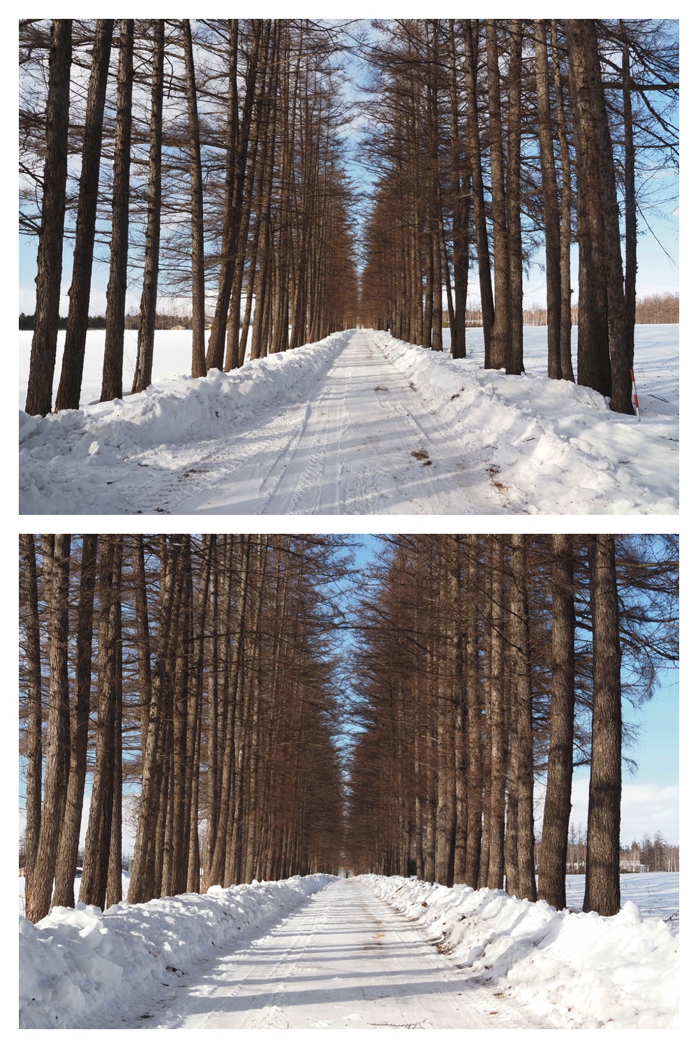 250221_Larch_7