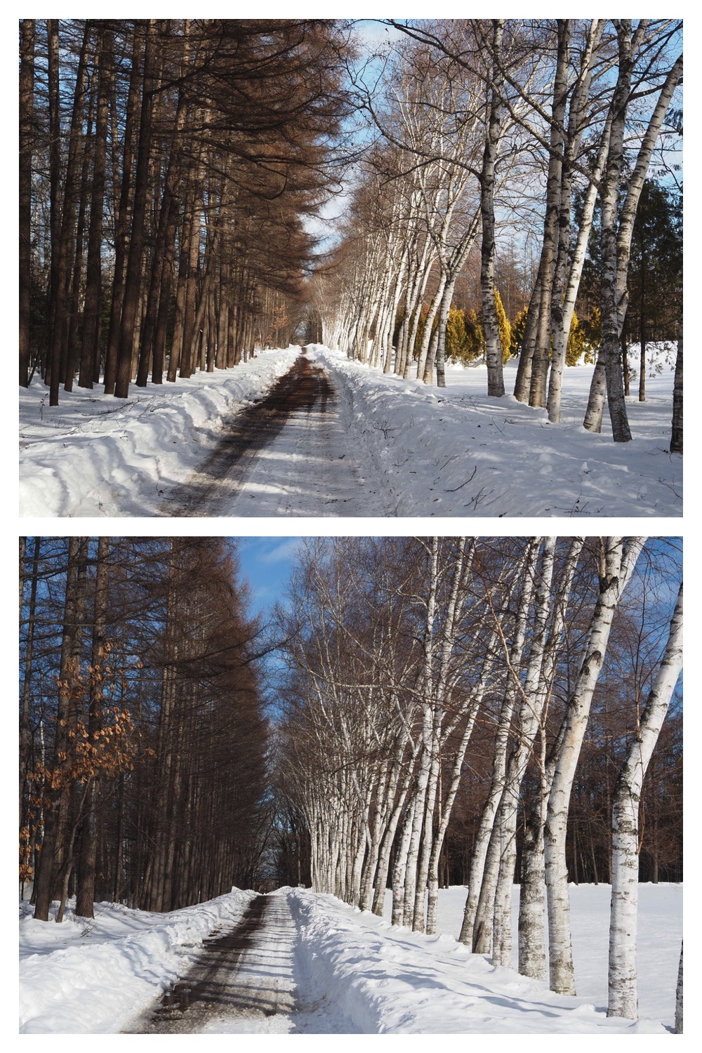 250221_Larch_8