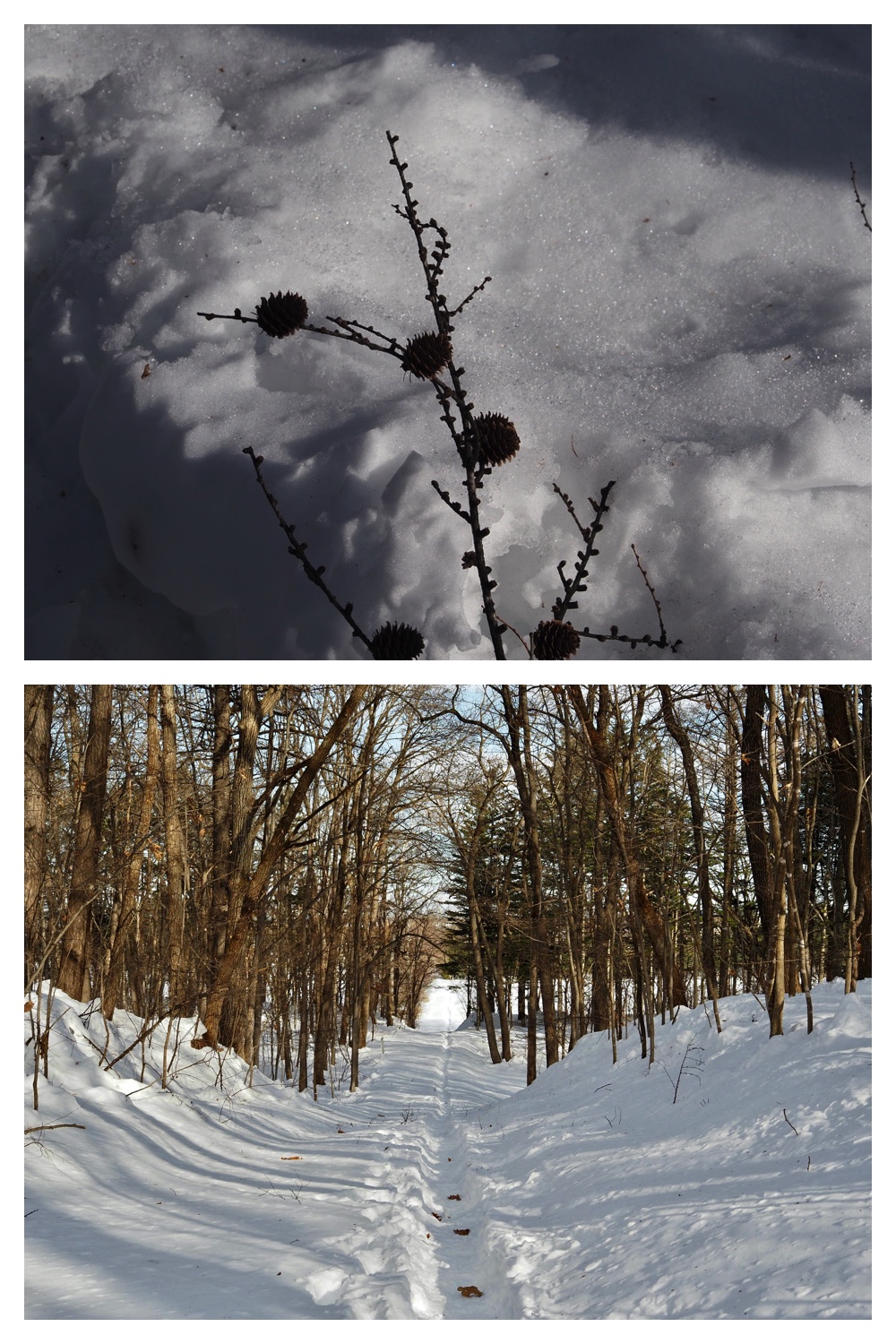 250221_Larch_9