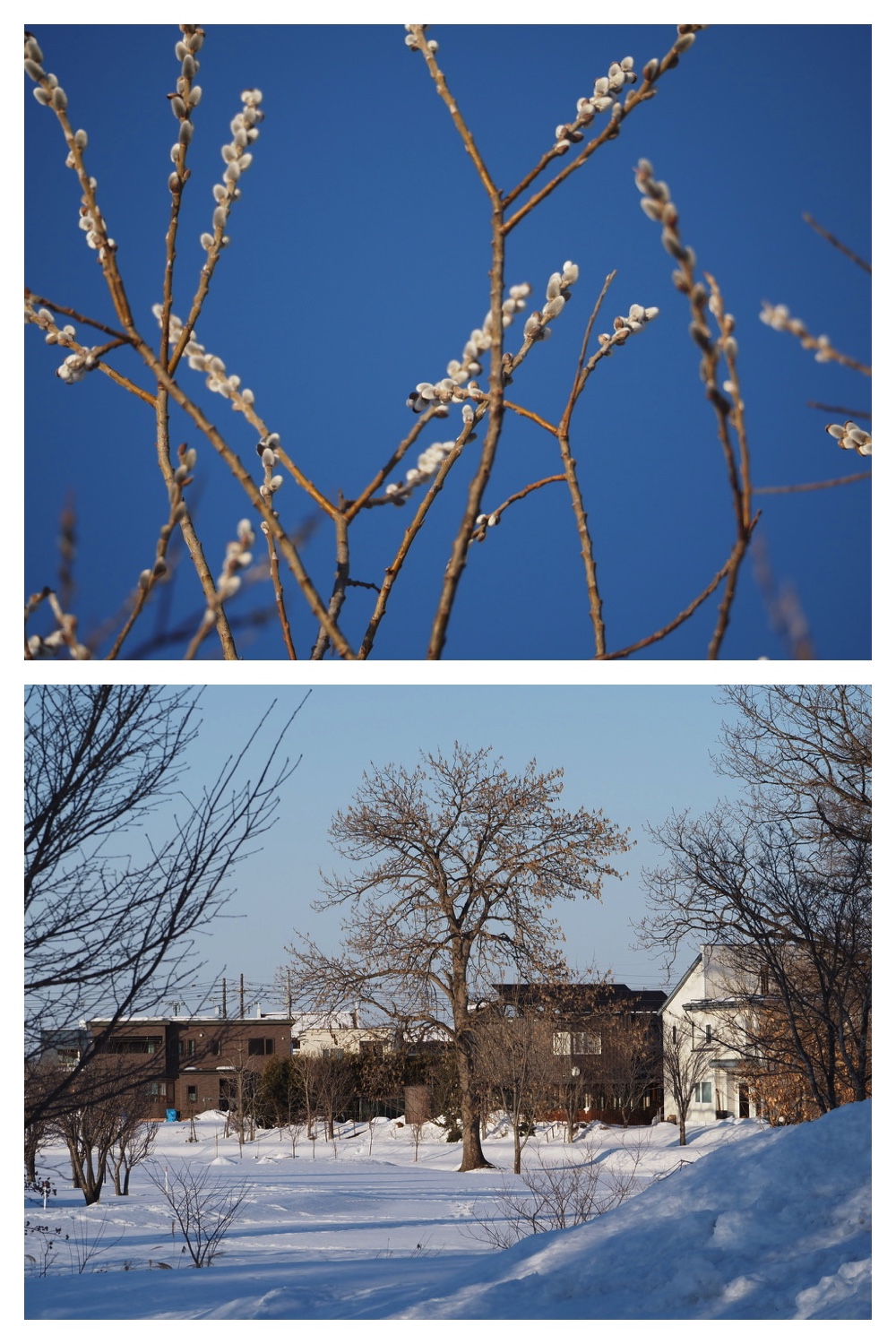 250225_Evening-walk_3