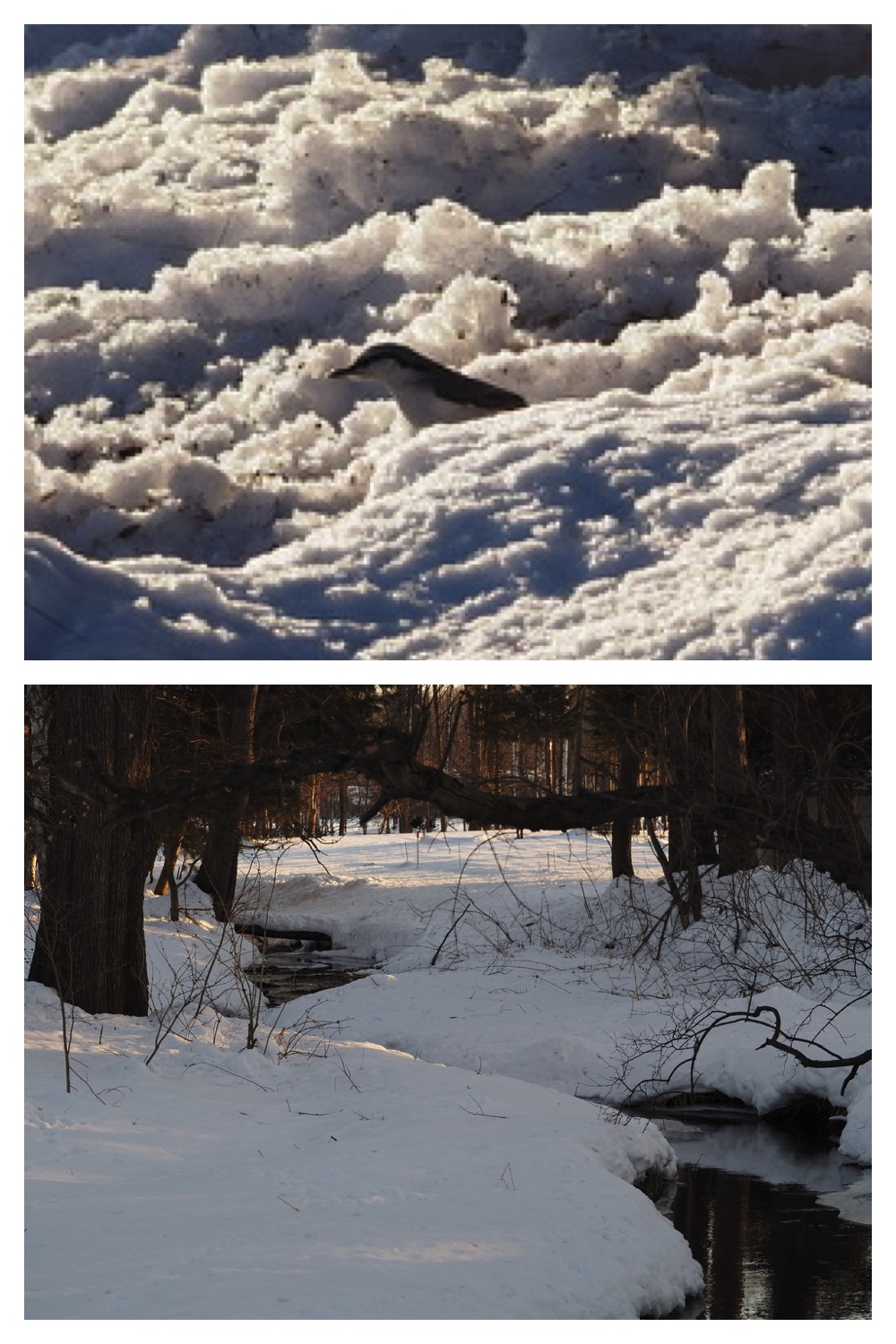 250225_Evening-walk_4