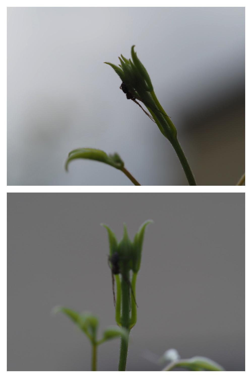 250704_Garden_6
