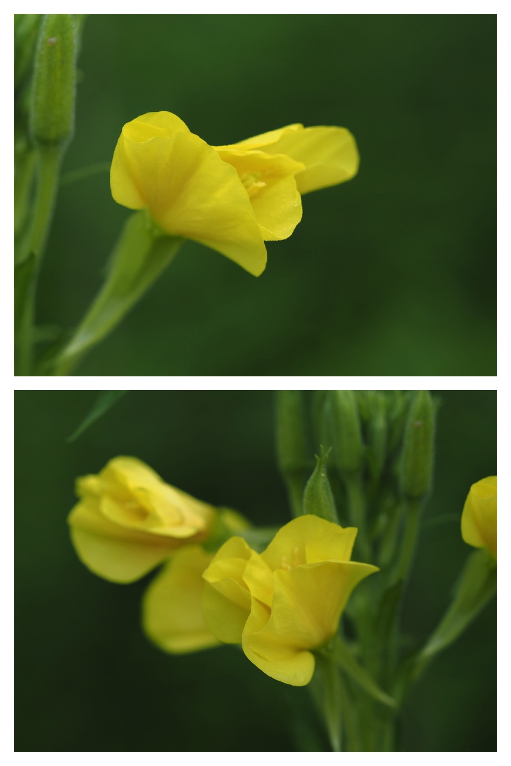 250705_Ezonyuu_4.