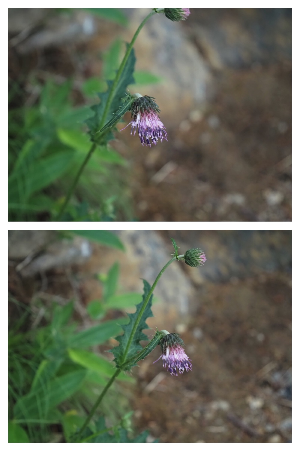250706_Apoi_13