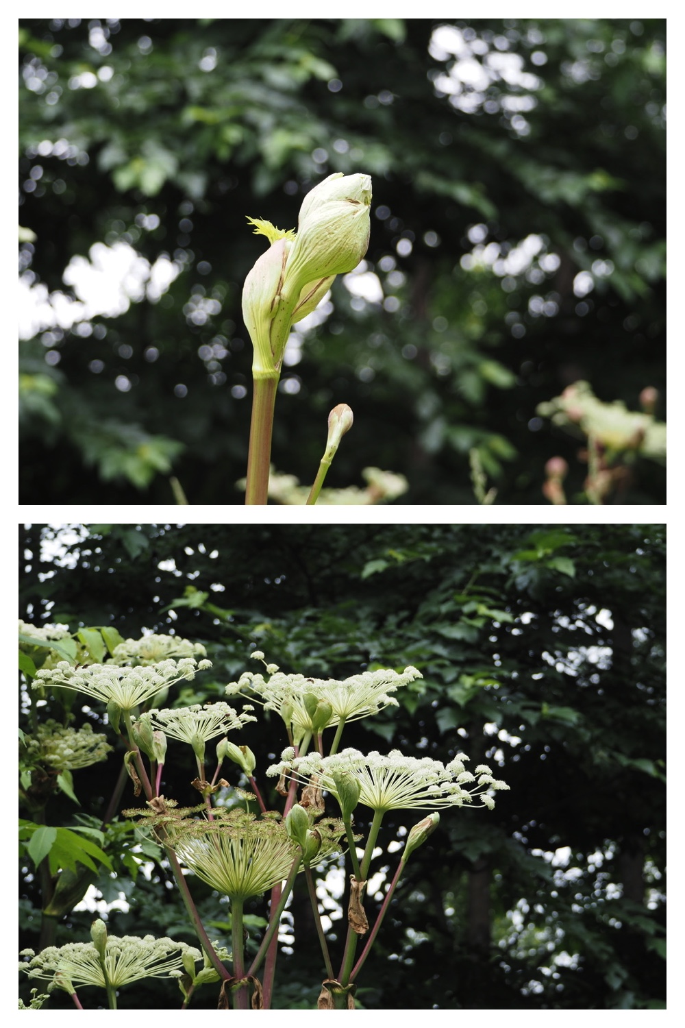 250711_Garden_butterfly_10