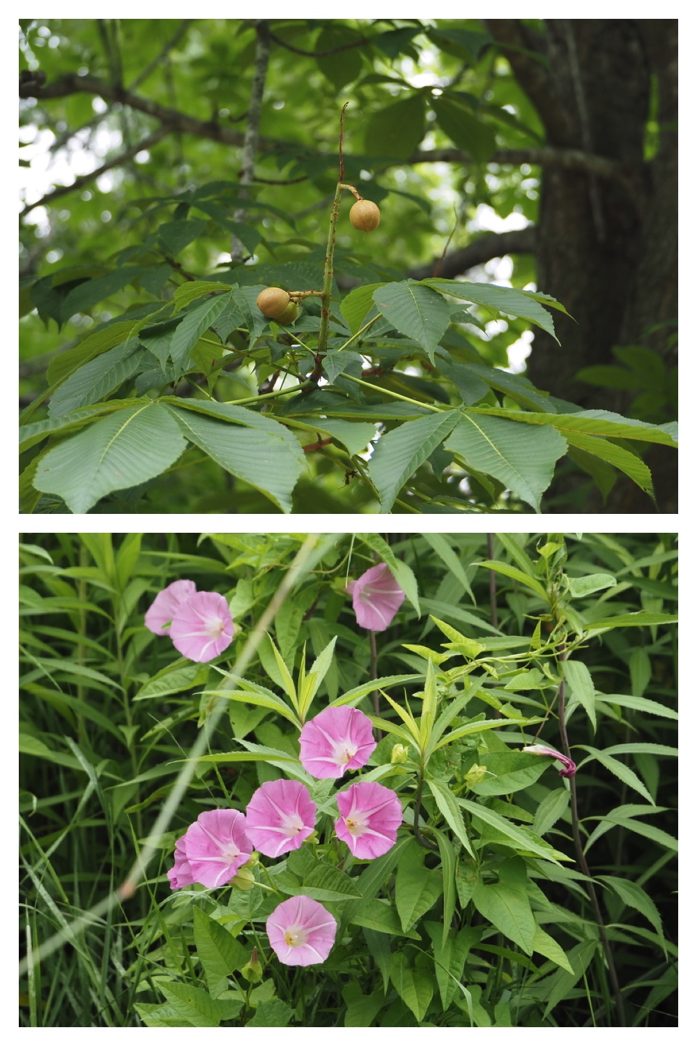 250711_Garden_butterfly_11