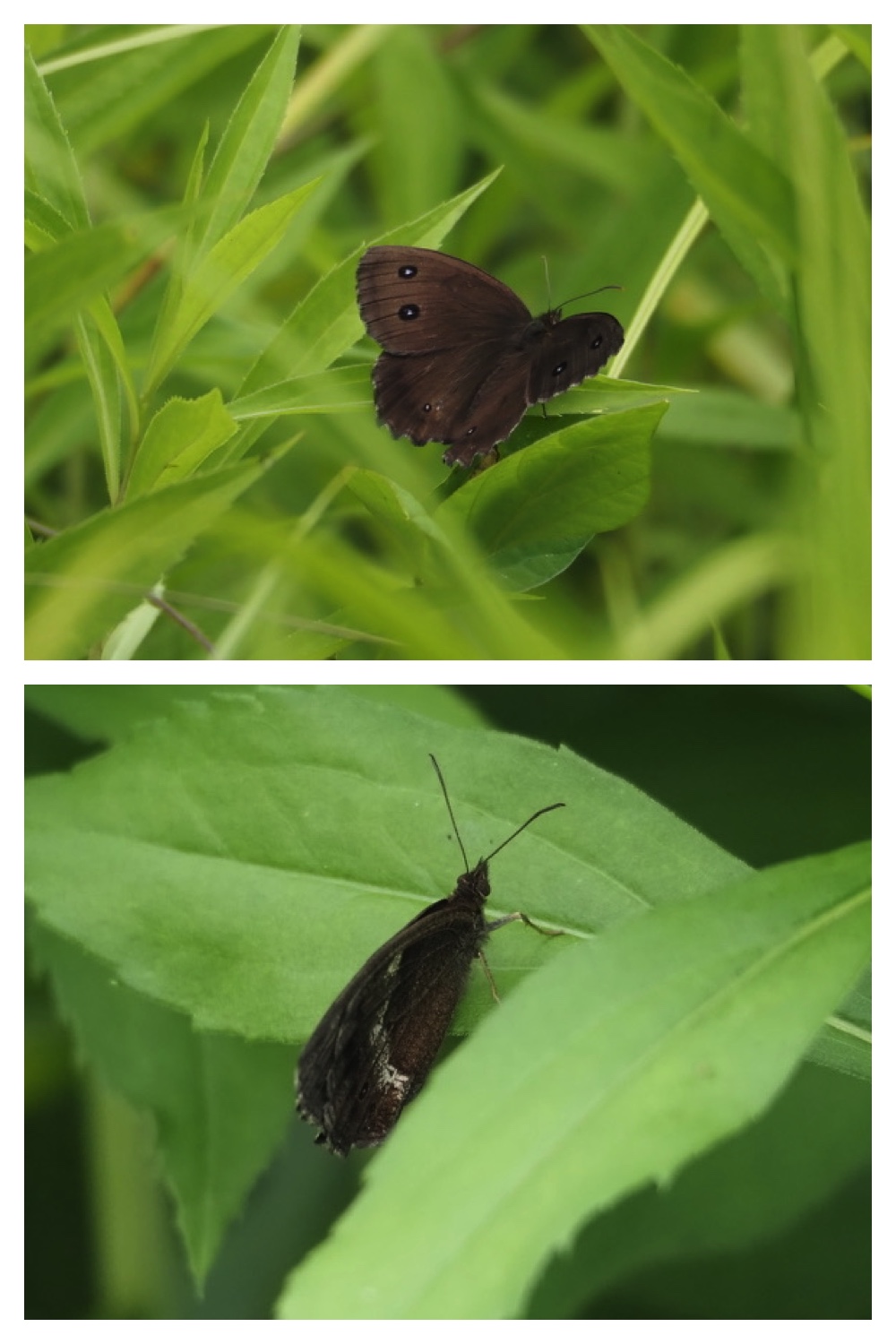 250711_Garden_butterfly_12